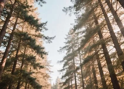Благоустройство